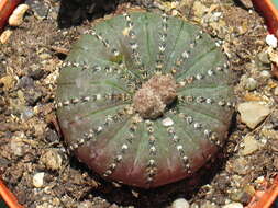Image of Frailea castanea Backeb.