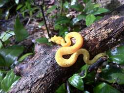 Image of Eyelash Viper