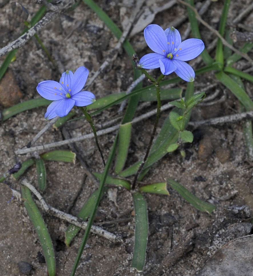 Sivun Chamaescilla corymbosa var. corymbosa kuva