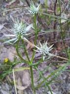 Image of Eryngium pinnatifidum Bunge