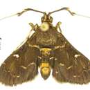 Image of Piletocera xanthosoma Meyrick 1886