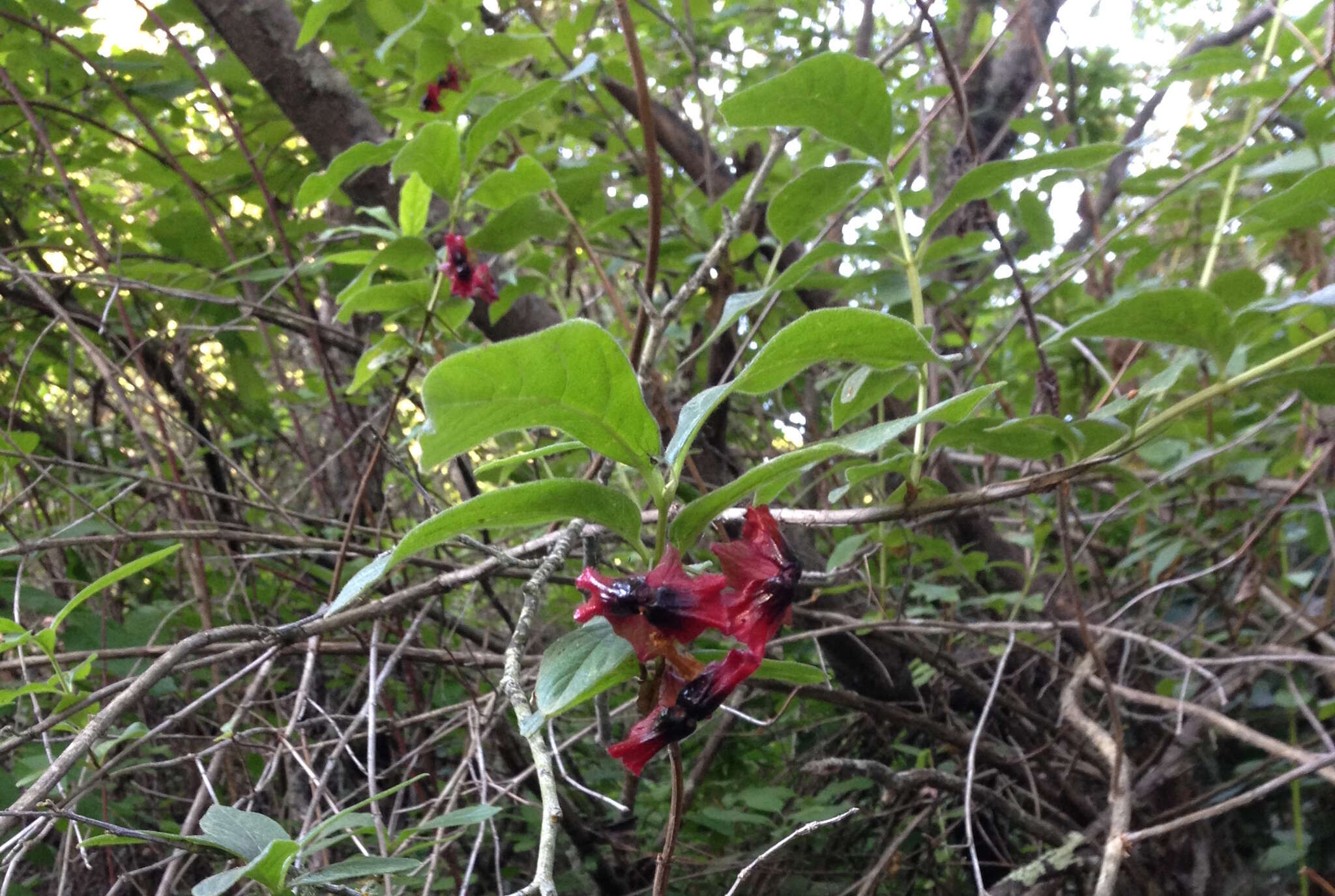 Imagem de Lonicera involucrata var. ledebourii (Eschsch.) Jeps.