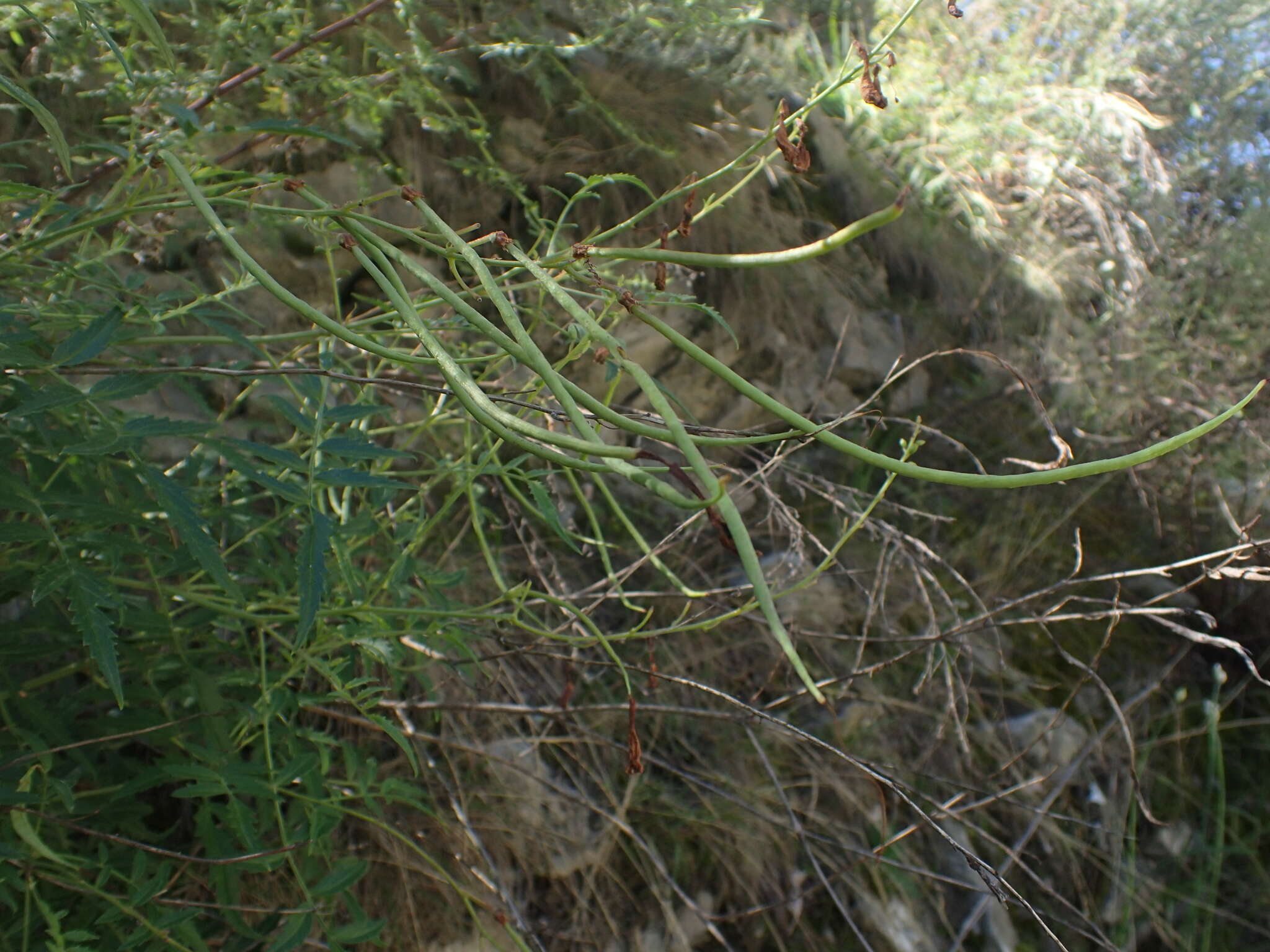 Image of Incarvillea diffusa Royle