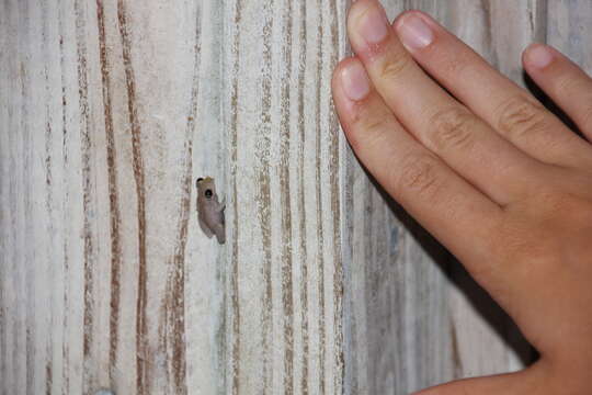 Image of Common Coqui