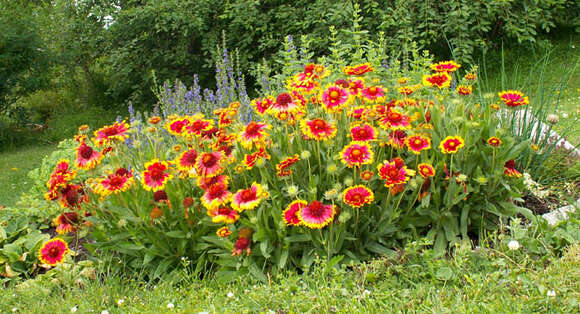 Image of Common perennial gaillardia