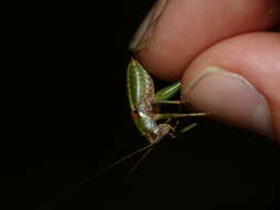 Image of Antaxius (Chopardius) chopardi Morales-Agacino 1936