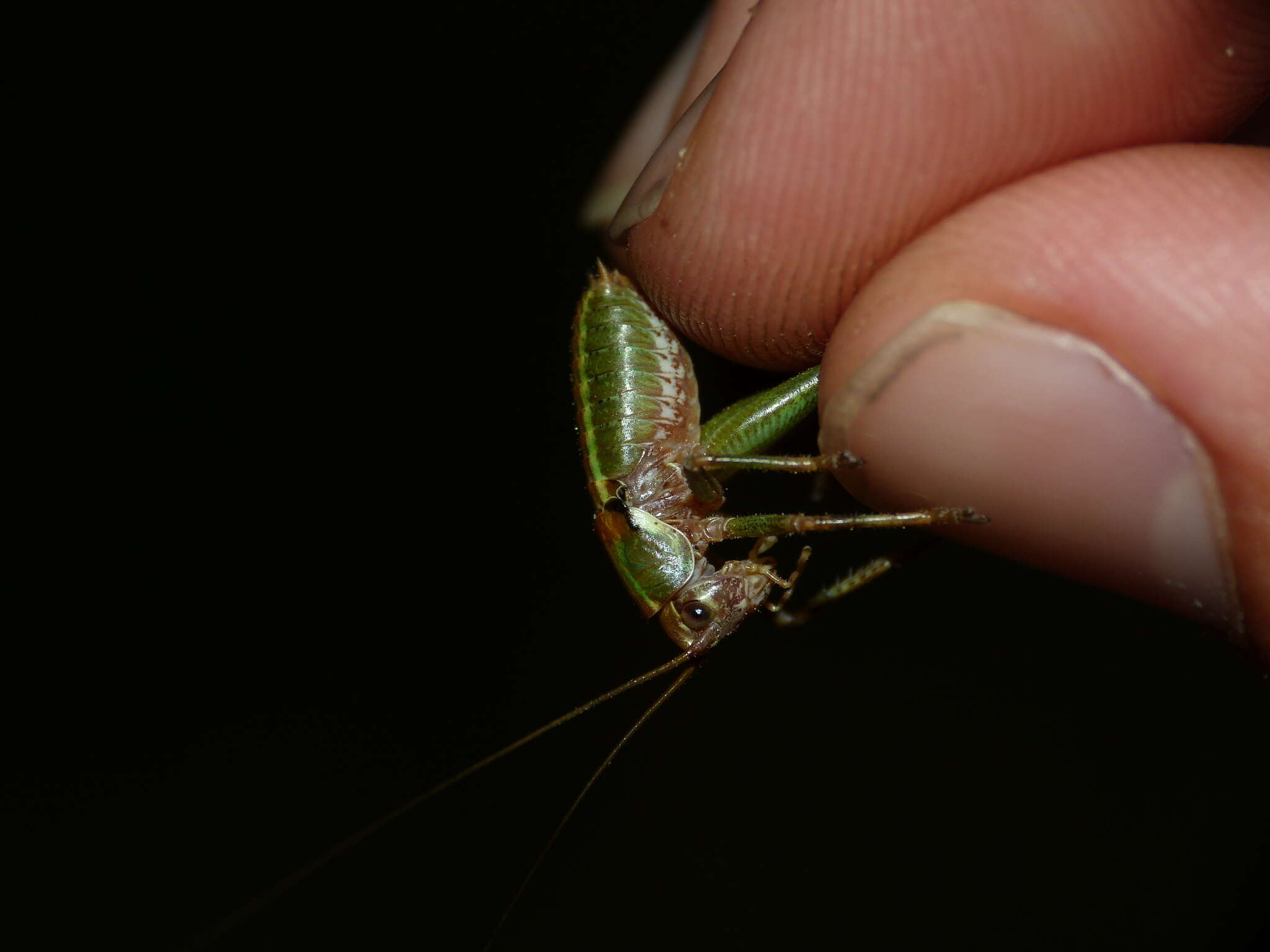 Image of Antaxius (Chopardius) chopardi Morales-Agacino 1936