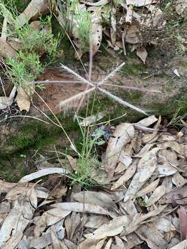 Image of comb windmill grass