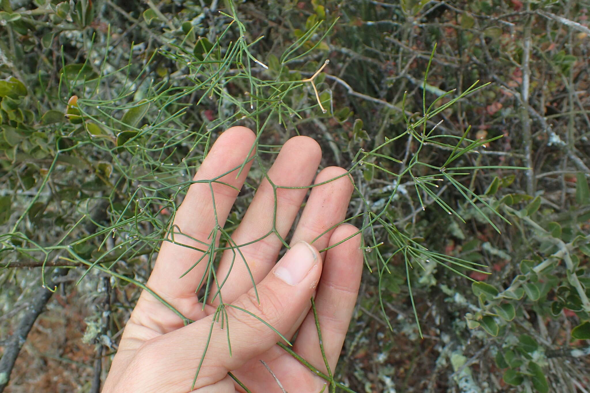 Image of Asparagus subulatus Thunb.