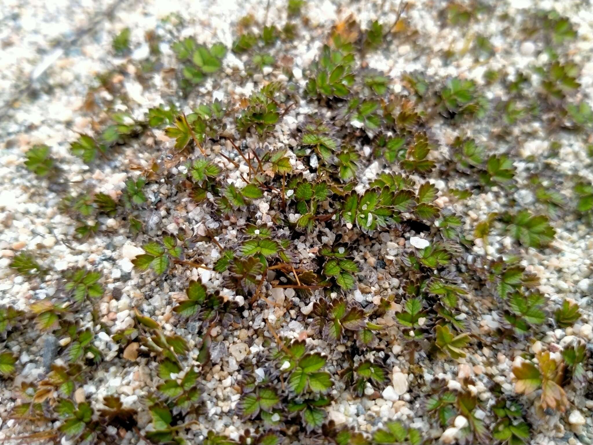 Image of Acaena microphylla subsp. obscurascens Bitter