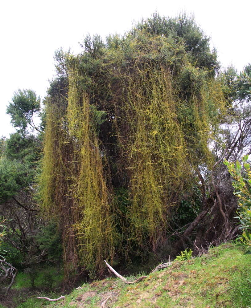 Image of Cassytha paniculata R. Br.