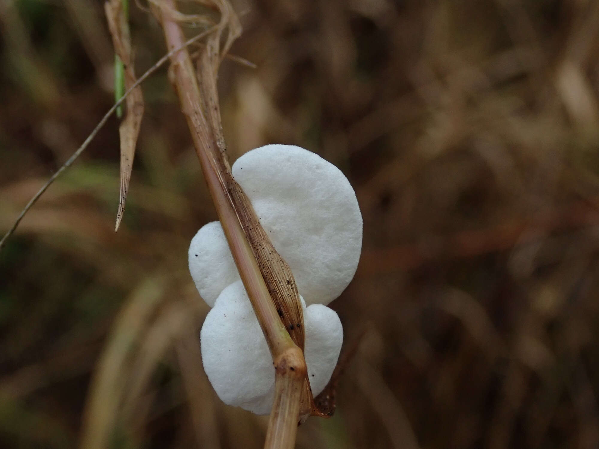 Crepidotus epibryus (Fr.) Quél. 1888 resmi