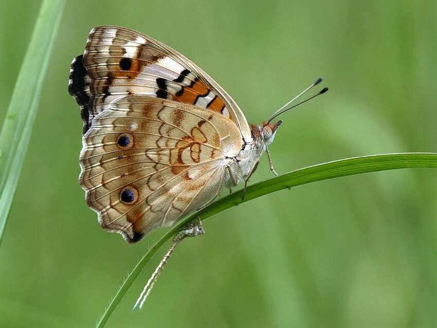 Image of Junonia orithya wallacei Distant 1883