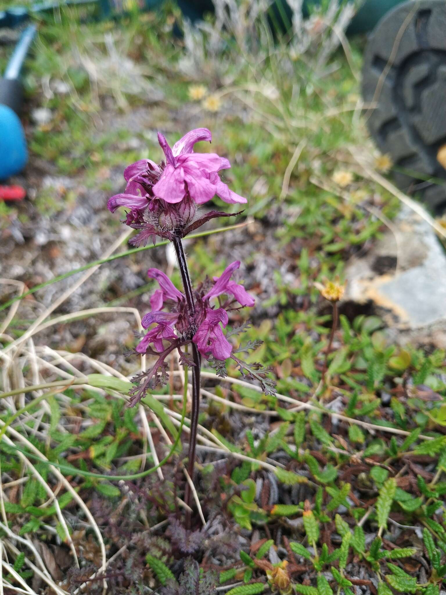 Image of Pedicularis amoena Adams ex Steven