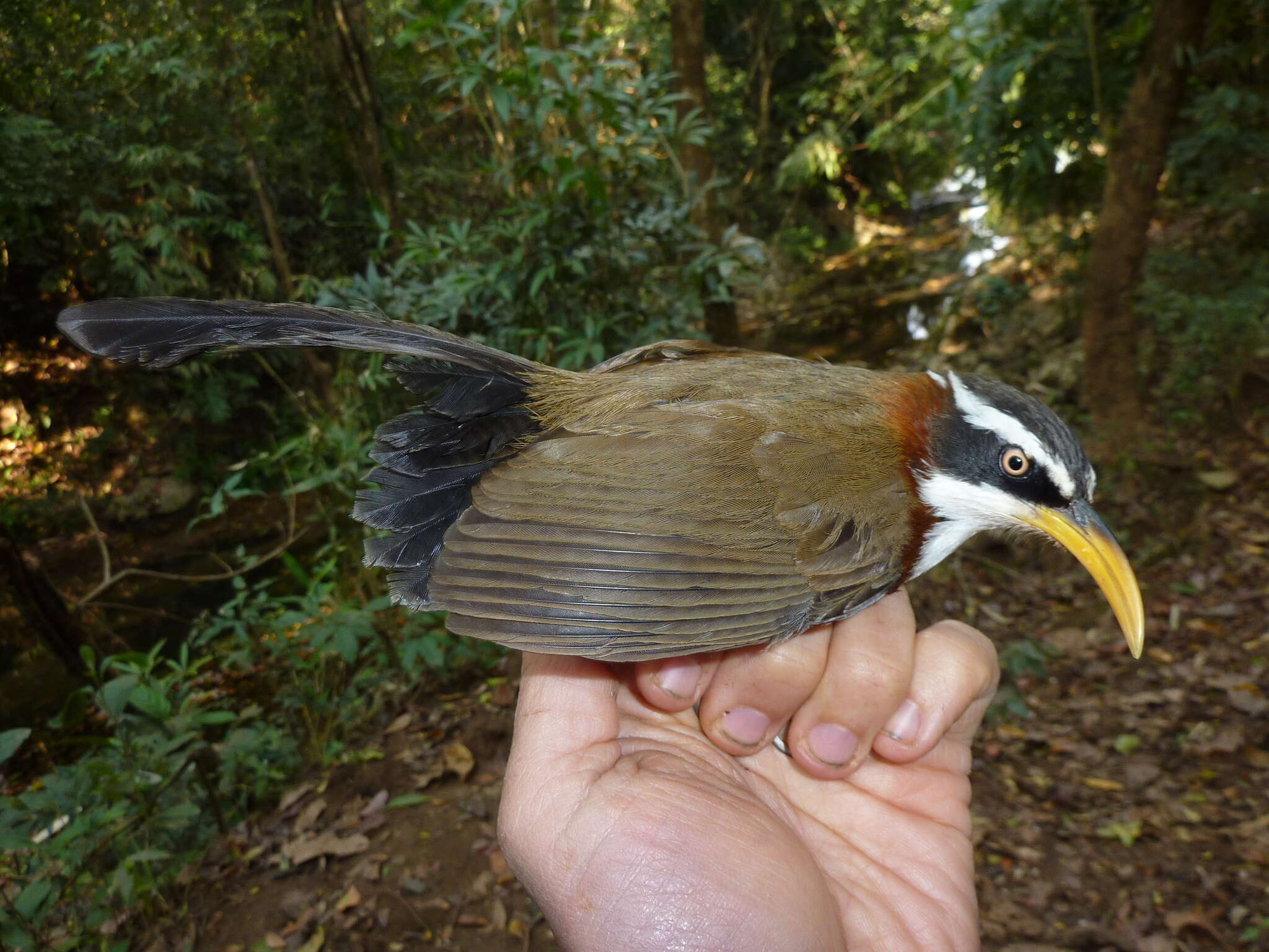 Image of White-browed Scimitar Babbler