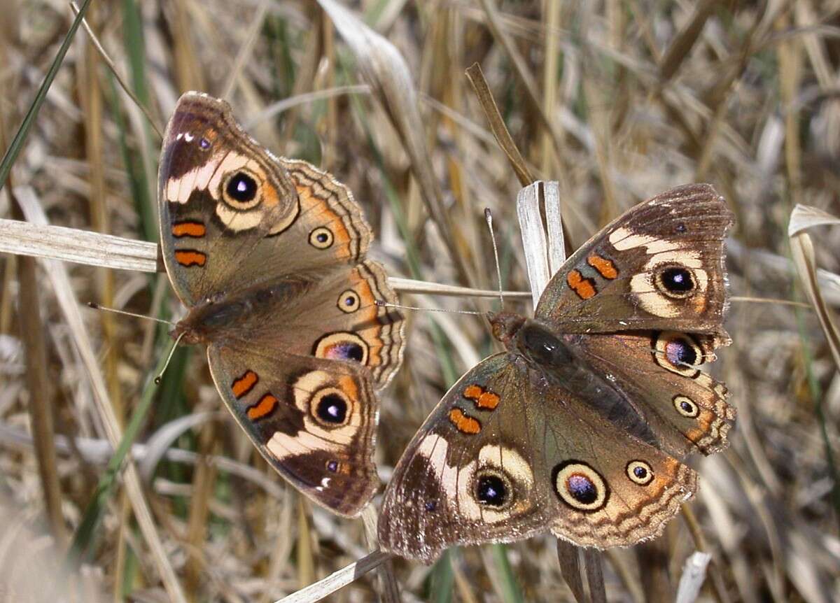 Image of Common buckeye