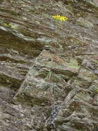 Image of Senecio morrisonensis var. dentatus Kitam.