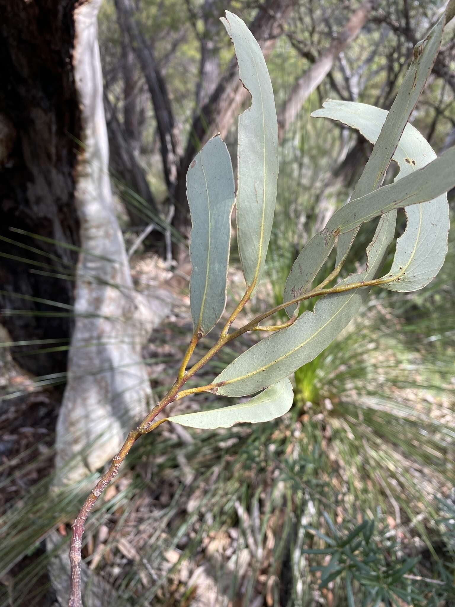 Eucalyptus haemastoma Sm. resmi