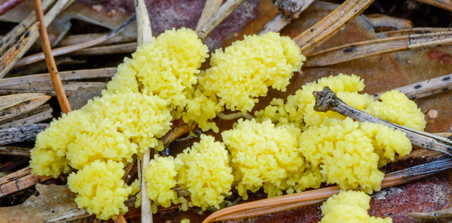 Image of Dog vomit slime mold