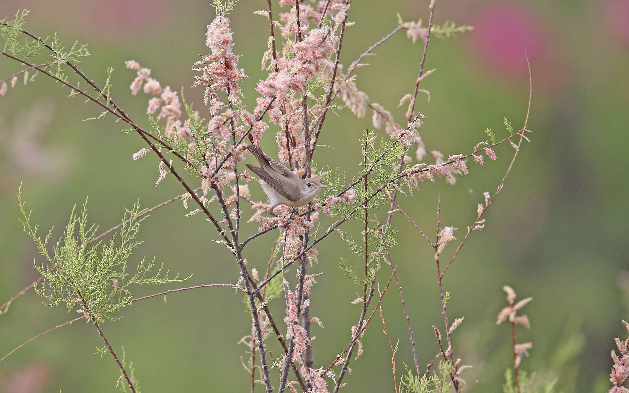 Image of Western Olivaceous Warbler