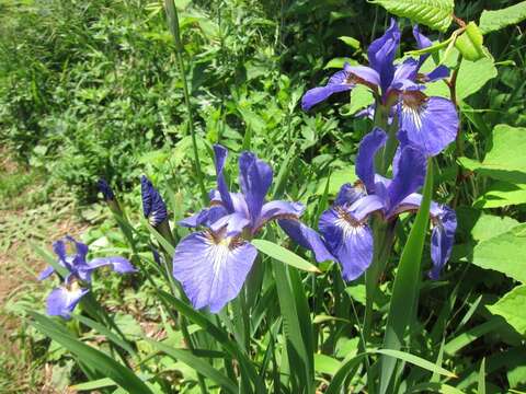 Image de Iris sanguinea Donn ex Hornem.