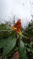 Image of Steriphoma peruvianum Spruce ex Eichl.