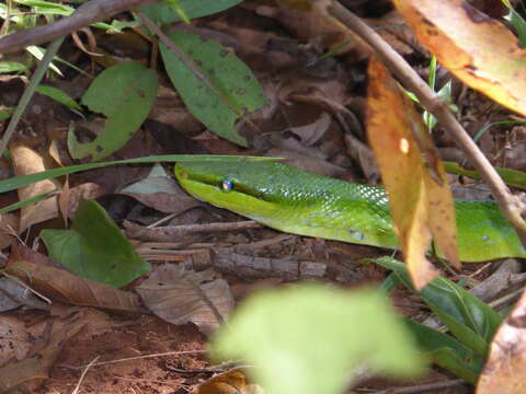 Plancia ëd Gonyosoma oxycephalum (F. Boie 1827)