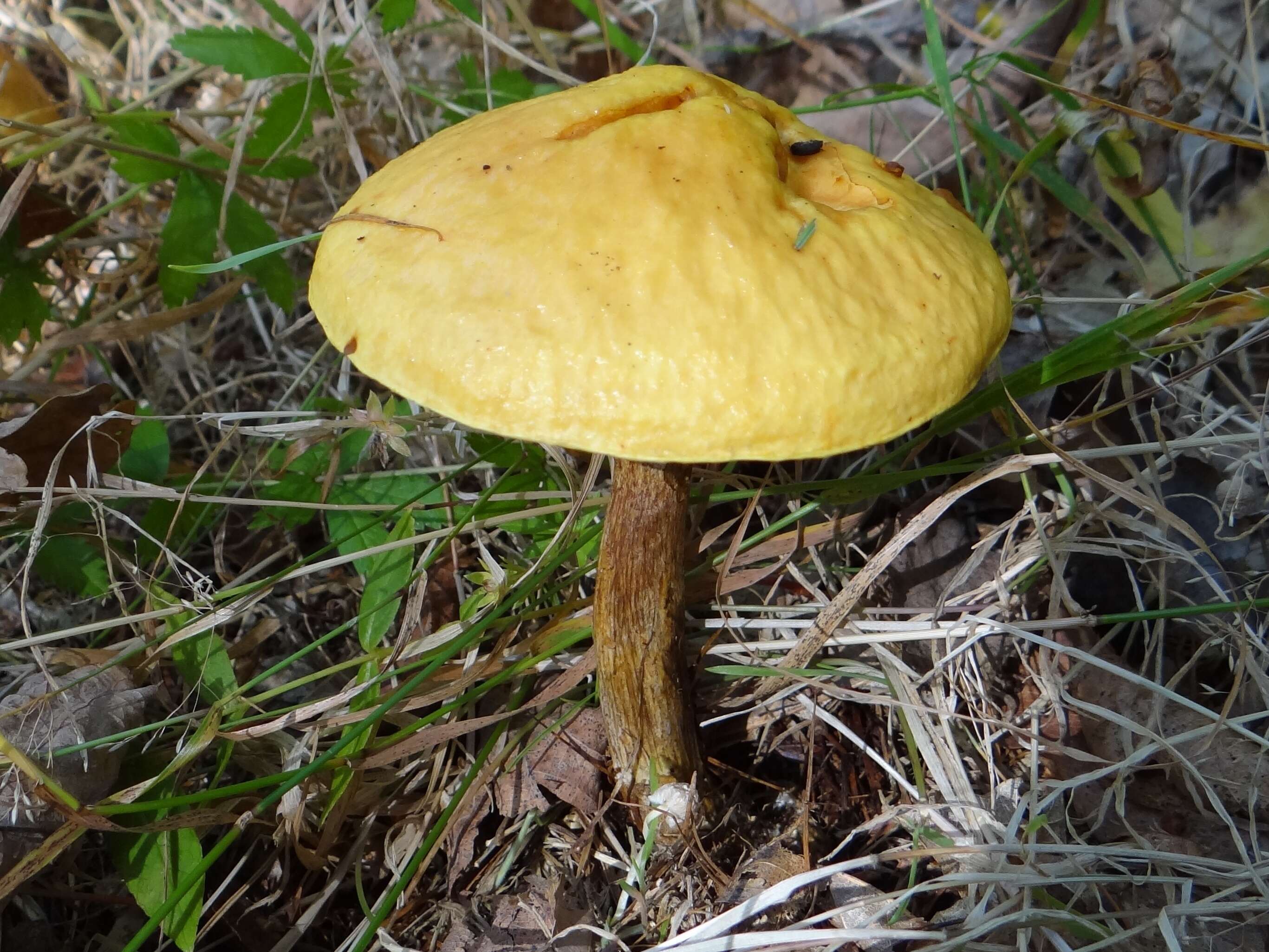 Image of Suillus grevillei (Klotzsch) Singer 1945