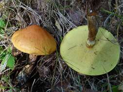 Image of Suillus grevillei (Klotzsch) Singer 1945