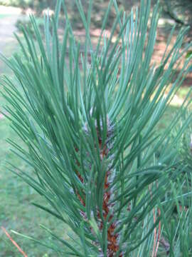 Imagem de Pinus nigra J. F. Arnold