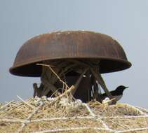 Image of Eastern Pied Wheatear