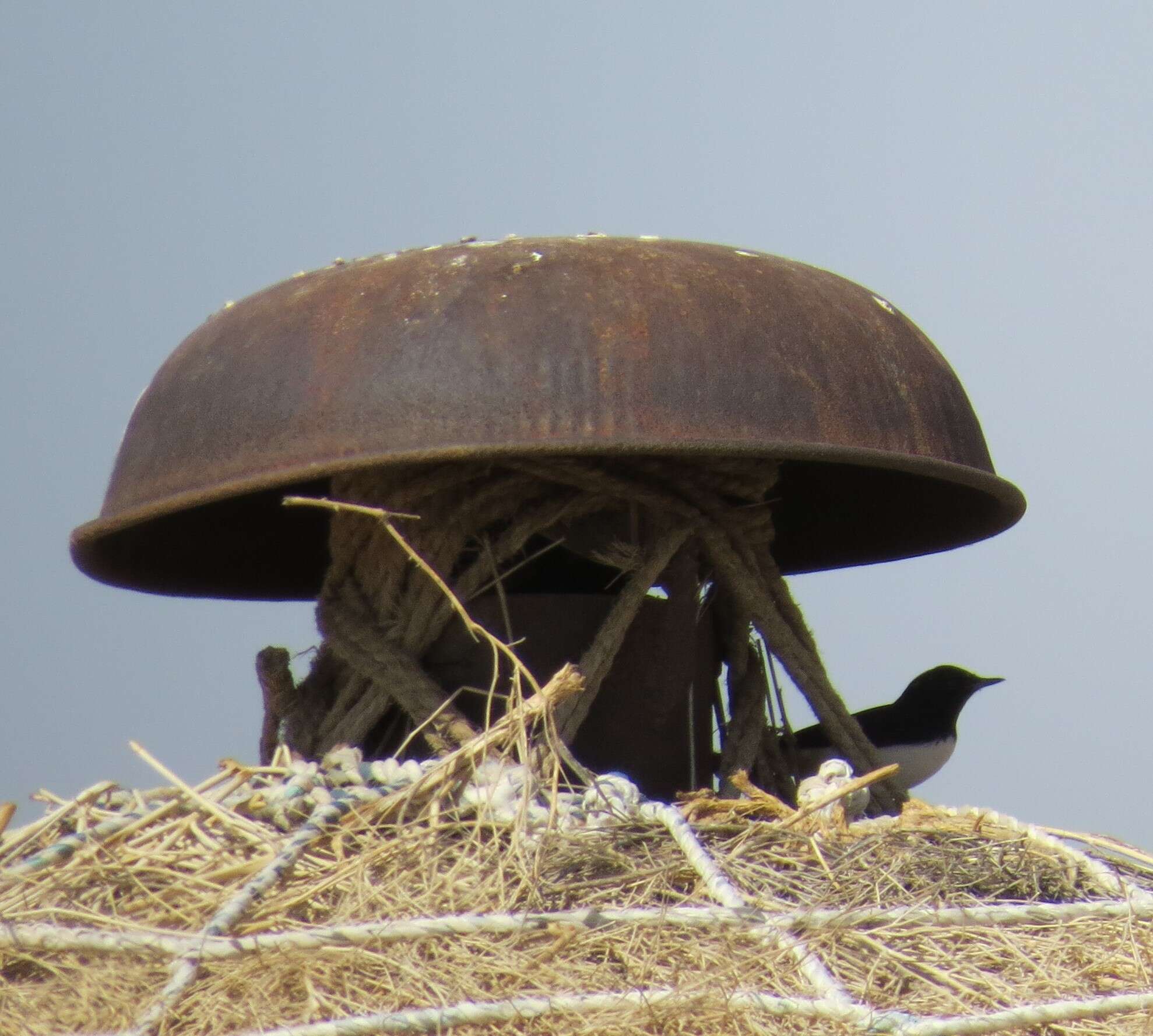 Image of Eastern Pied Wheatear