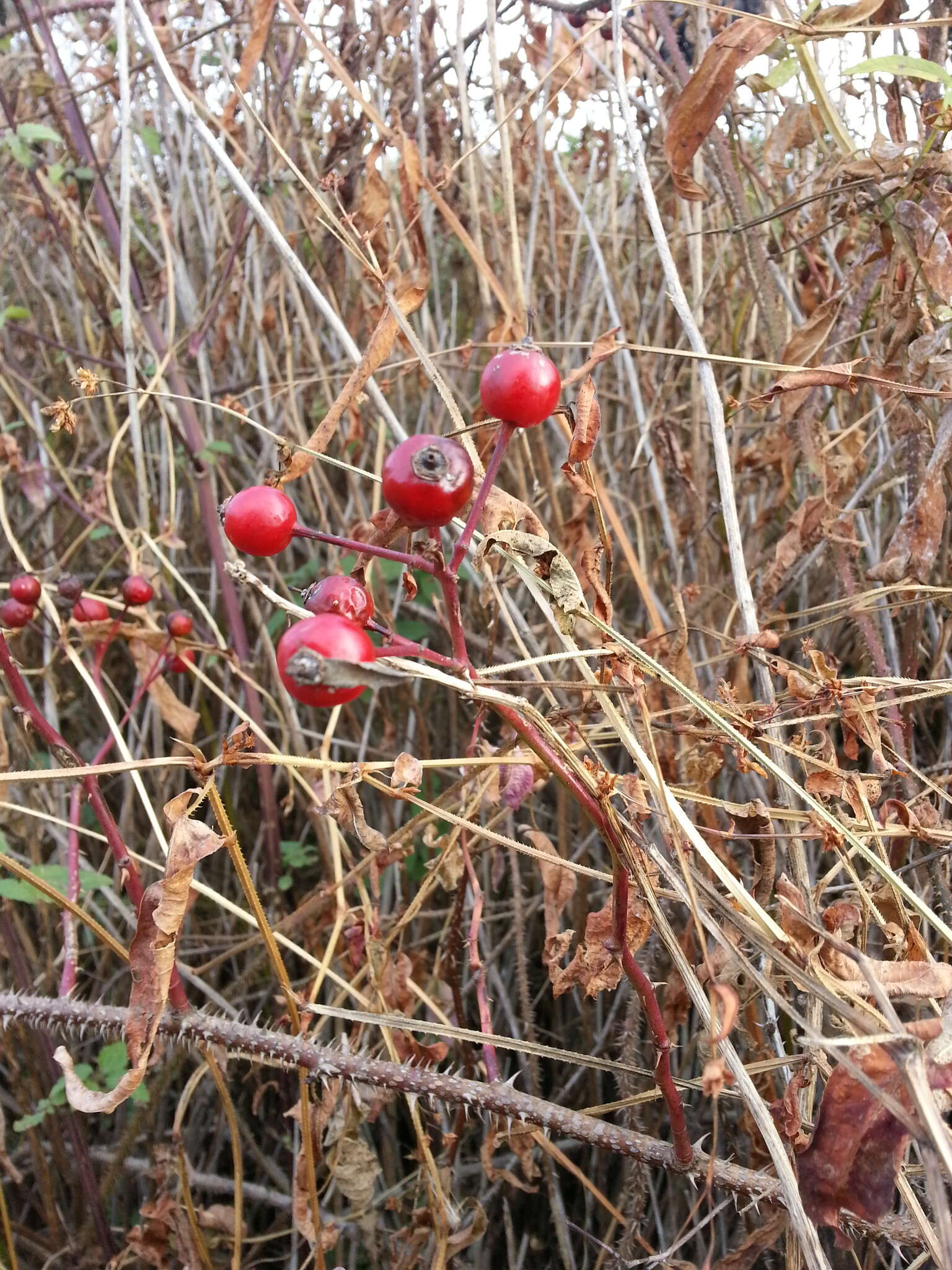 Image of Rosa maximowicziana Regel