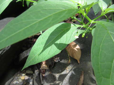 Image of Tubocapsicum anomalum (Franch. & Savat.) Makino