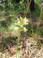 Platanthera pallida P. M. Br. resmi