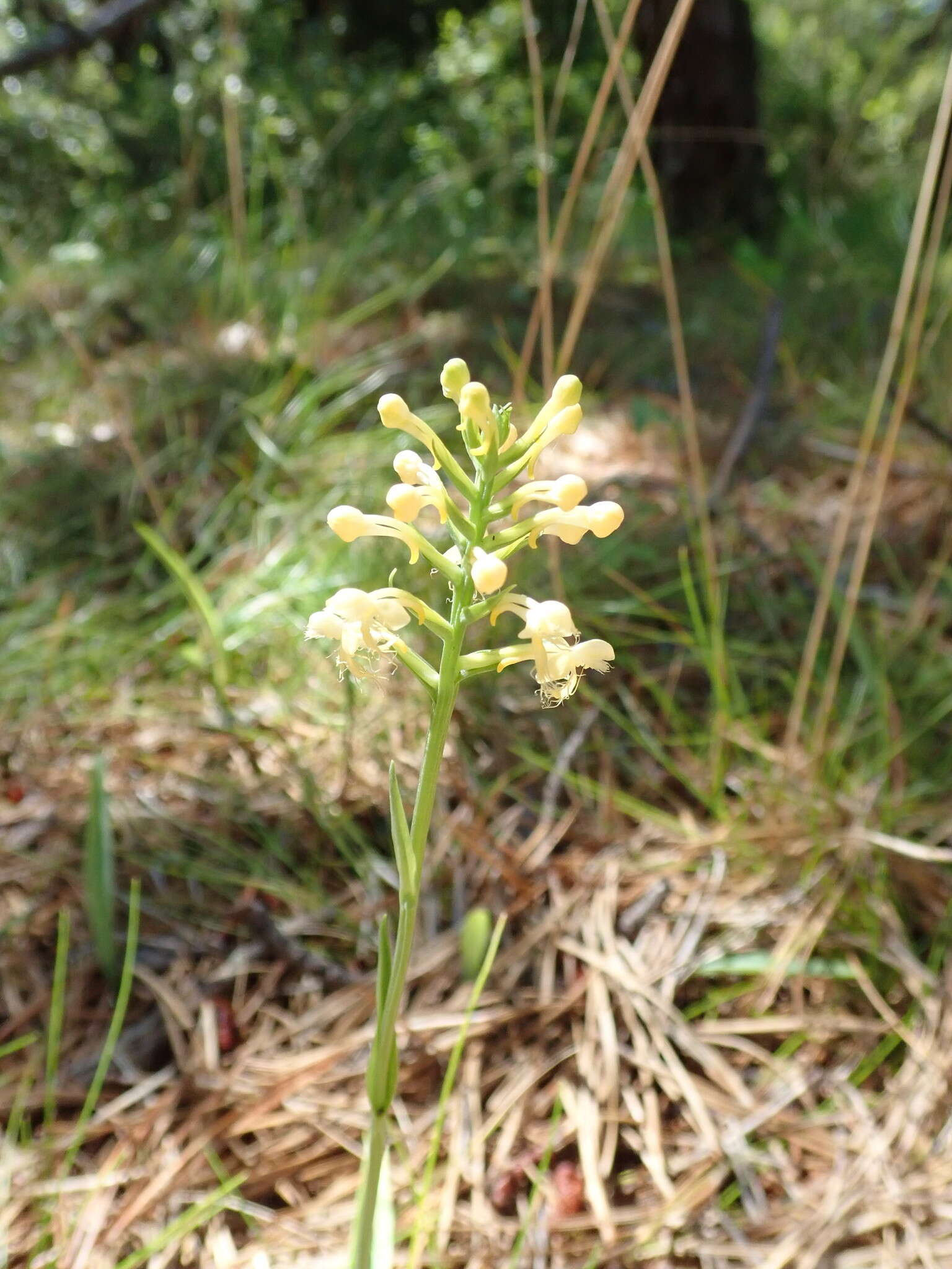 Image of Platanthera pallida P. M. Br.