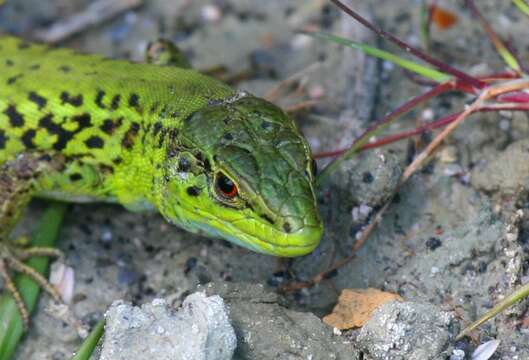 Image of Balkan Wall Lizard