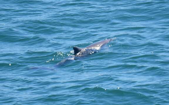 Image of Australian humpback dolphin