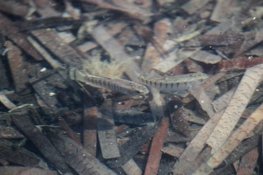 Image of Mediterranean Killifish