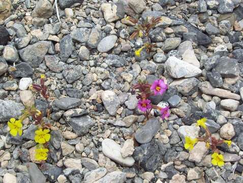 Image of annual redspot monkeyflower