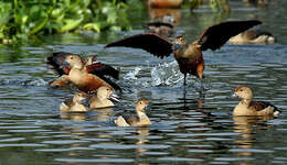 Image of Lesser Whistling Duck