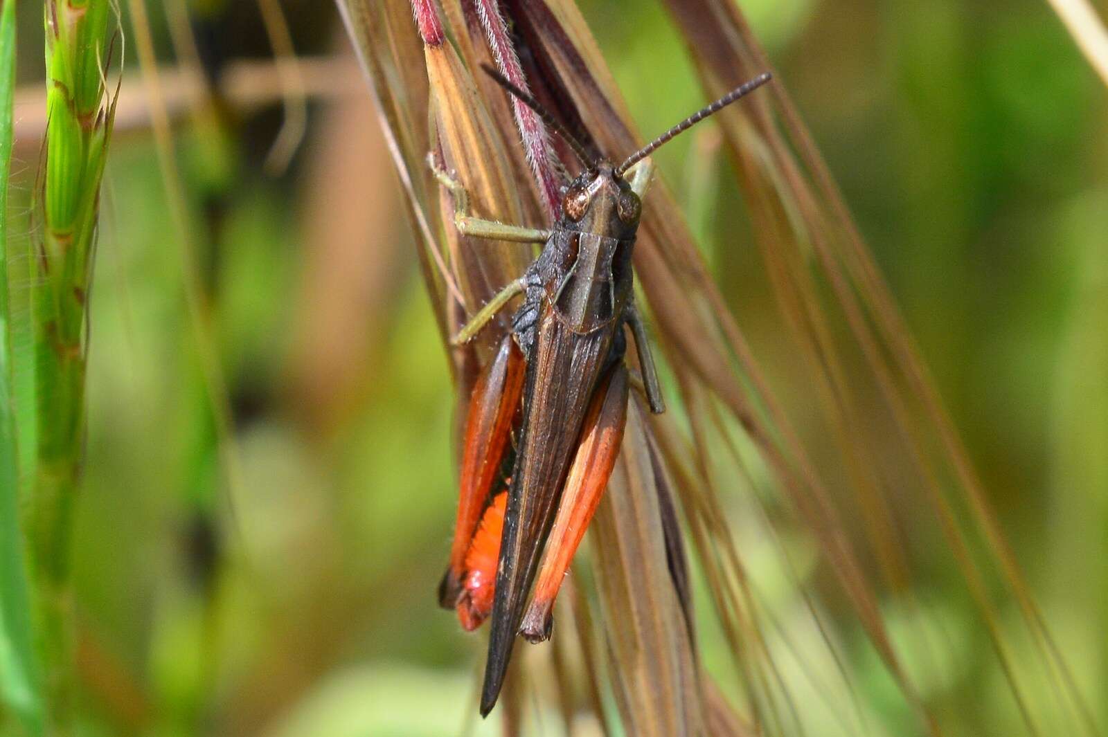 Image of woodland grasshopper