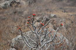 Image of Jatropha macrantha Müll. Arg.