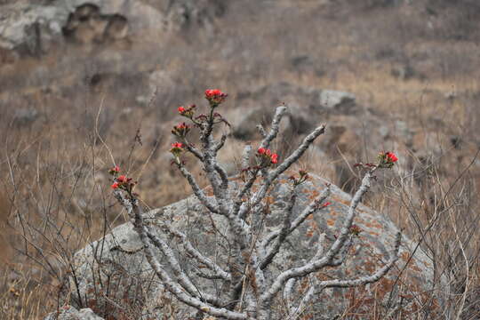 Image of Jatropha macrantha Müll. Arg.