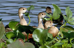 Image of Lesser Whistling Duck