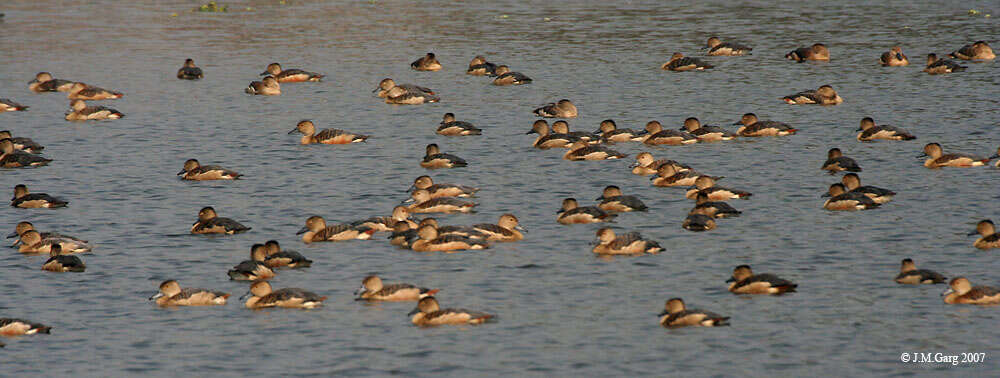 Image of Lesser Whistling Duck