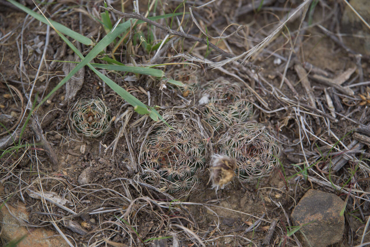 Image of Echinopsis tiegeliana (Wessner) D. R. Hunt