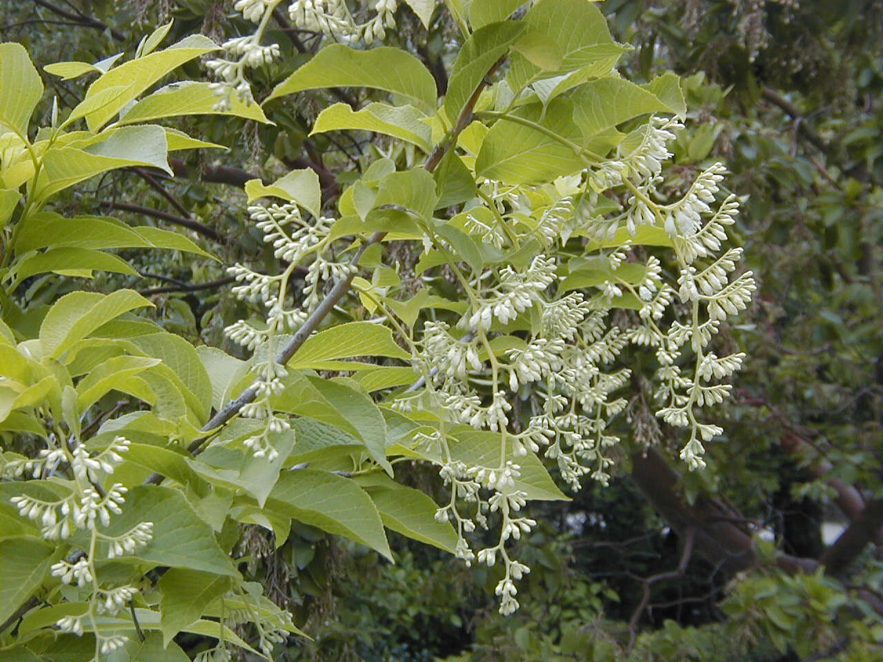 Image of Pterostyrax hispidus Sieb. & Zucc.