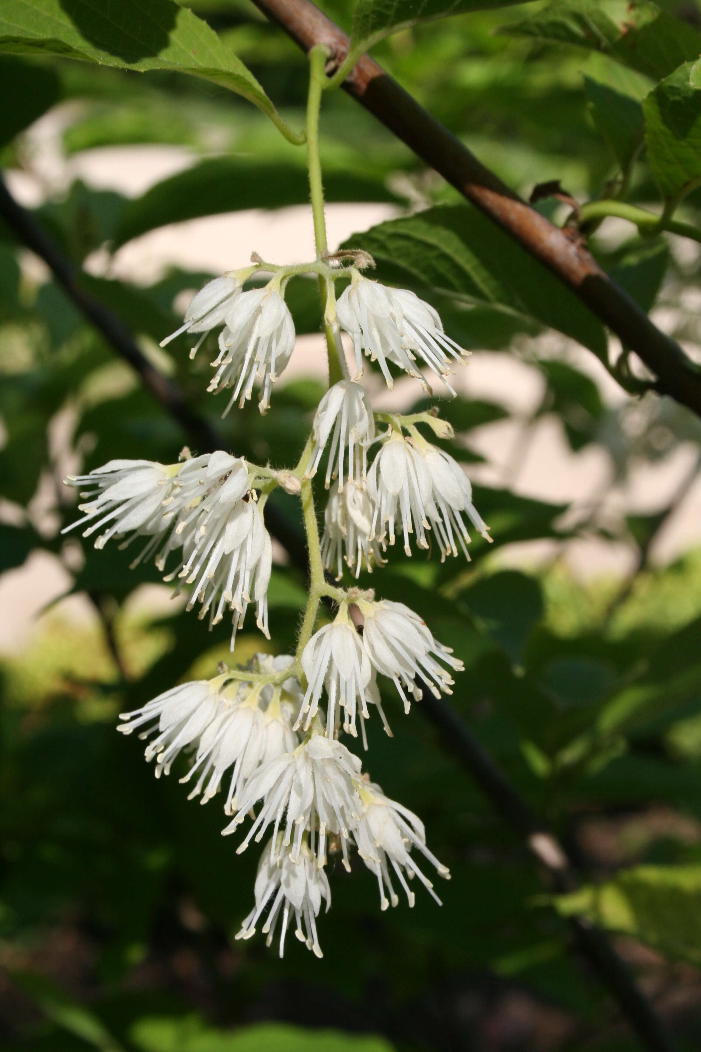 Image of Pterostyrax hispidus Sieb. & Zucc.