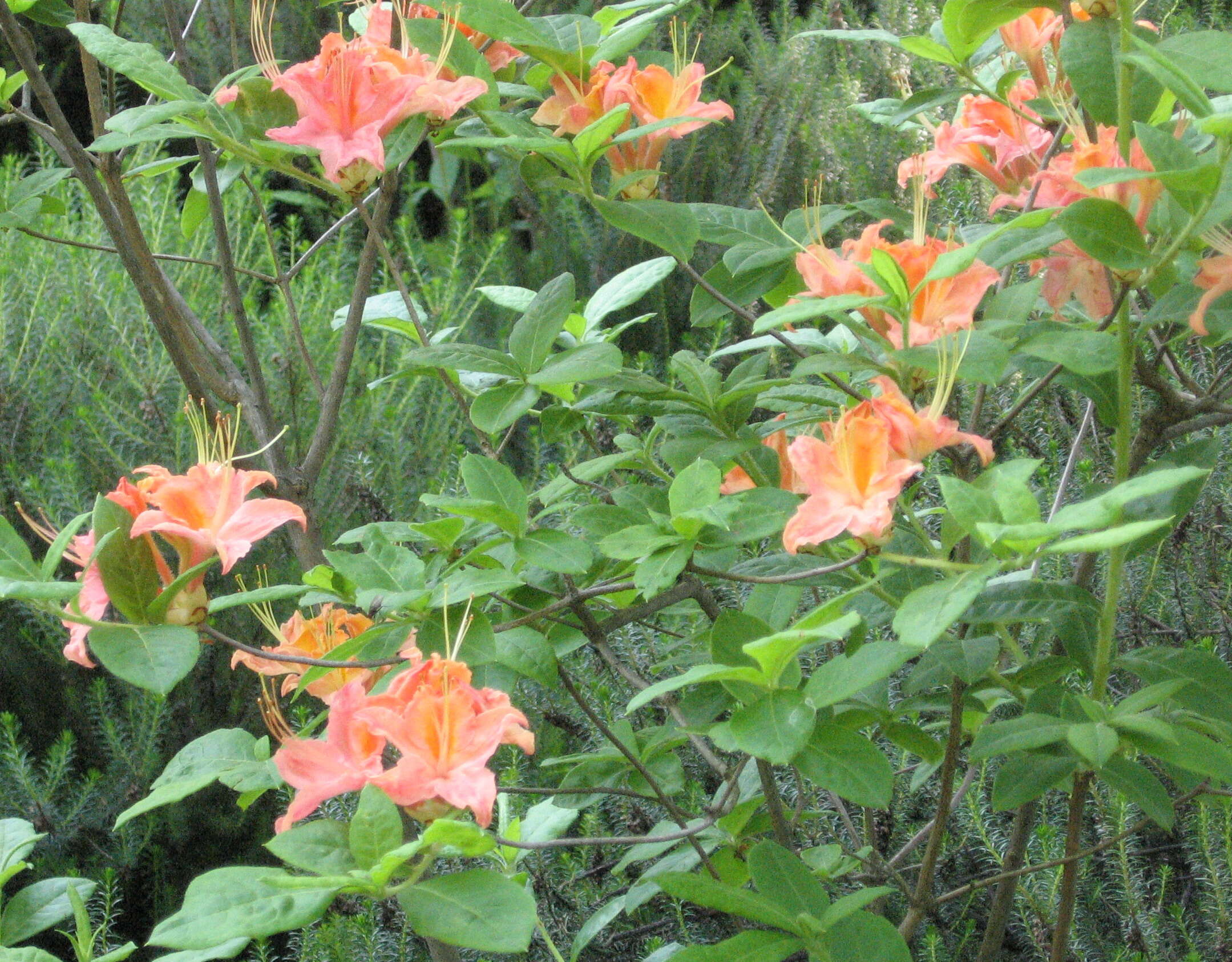 Image of flame azalea